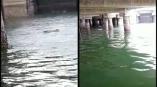 Video Penampakan Buaya di Dermaga Pelabuhan Bajoe HOAX, Ini Faktanya 2 Video Penampakan Buaya di Dermaga Pelabuhan Bajoe HOAX, Ini Faktanya