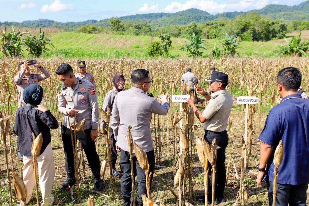 Bupati Bone Cek Kesiapan Panen Raya Desa Bolli Jelang Kunjungan Kapolri dan Mentan Besok