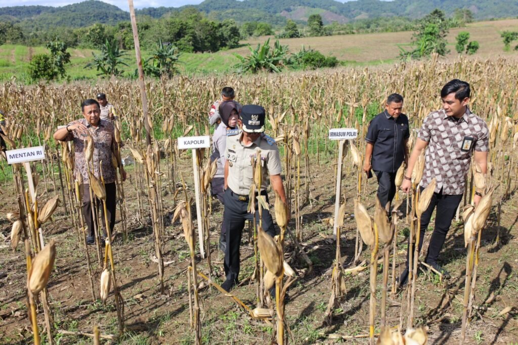 Bupati Bone Cek Kesiapan Panen Raya Desa Bolli Jelang Kunjungan Kapolri dan Mentan Besok