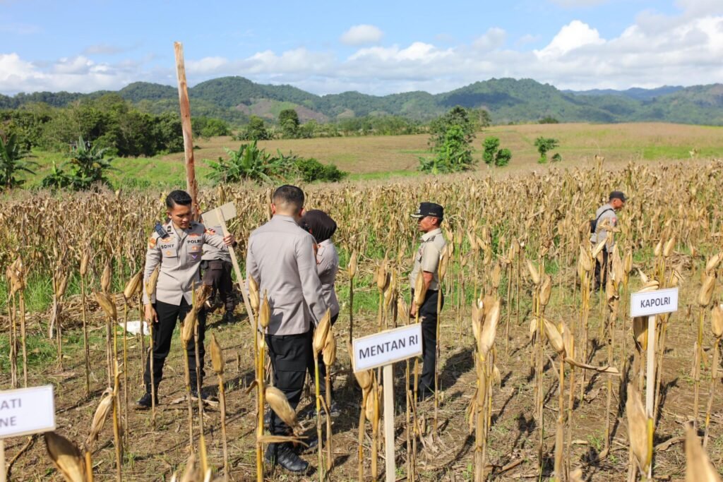Bupati Bone Cek Kesiapan Panen Raya Desa Bolli Jelang Kunjungan Kapolri dan Mentan Besok