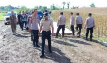 Bupati Bone Cek Kesiapan Panen Raya Desa Bolli Jelang Kunjungan Kapolri dan Mentan Besok 18 Bupati Bone Cek Kesiapan Panen Raya Desa Bolli Jelang Kunjungan Kapolri dan Mentan Besok