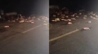 Kecelakaan di Passippo Bone, Granmax Pengangkut Ayam Potong Terguling Ke Luar Aspal 4 Kecelakaan di Passippo Bone, Granmax Pengangkut Ayam Potong Terguling Ke Luar Aspal