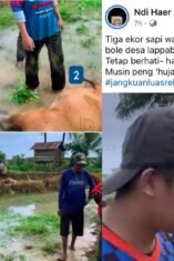 3 Sapi Tersambar Petir di Kajuara Bone Saat Hujan Deras
