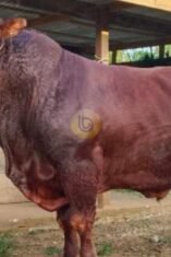 Wow! Ini Dia Turbo, Sapi Kurban Prabowo di Bone Beratnya Tembus 1 Ton