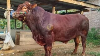 Wow! Ini Dia Turbo, Sapi Kurban Prabowo di Bone Beratnya Tembus 1 Ton 27 Wow! Ini Dia Turbo, Sapi Kurban Prabowo di Bone Beratnya Tembus 1 Ton