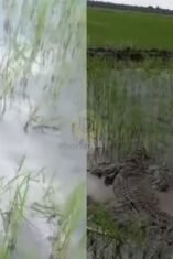 Ada Buaya di Dua Boccoe, Bikin Panik Warga Karena Tiba-tiba Muncul di Sawah