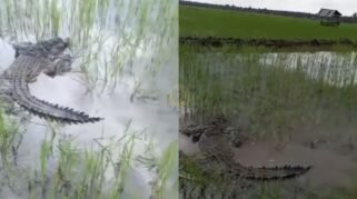 Ada Buaya di Dua Boccoe, Bikin Panik Warga Karena Tiba-tiba Muncul di Sawah