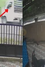 Bocah 12 Tahun di Pinra Bone Ditabrak Mobil Pengangkut Sapi Saat Hendak Salat Idul Adha, Pelaku Kabur