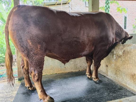 Foto: Penampakan Sapi Kurban Prabowo di Bone, Berat 1 Ton Seharga Rp 100 Juta 6 Foto: Penampakan Sapi Kurban Prabowo di Bone, Berat 1 Ton Seharga Rp 100 Juta