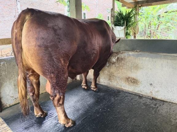 Foto: Penampakan Sapi Kurban Prabowo di Bone, Berat 1 Ton Seharga Rp 100 Juta 5 Foto: Penampakan Sapi Kurban Prabowo di Bone, Berat 1 Ton Seharga Rp 100 Juta