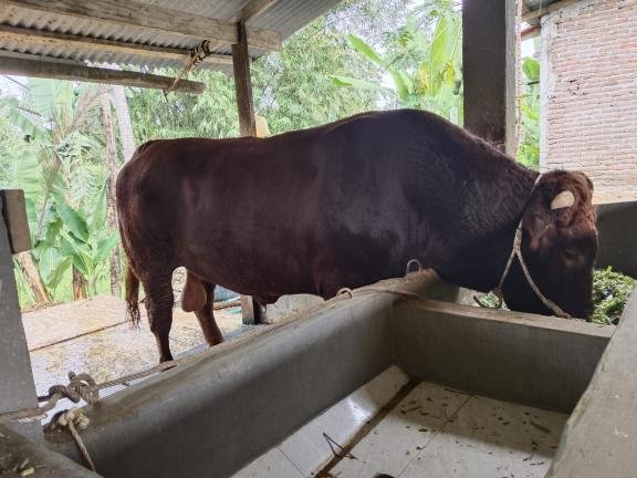 Foto: Penampakan Sapi Kurban Prabowo di Bone, Berat 1 Ton Seharga Rp 100 Juta 4 Foto: Penampakan Sapi Kurban Prabowo di Bone, Berat 1 Ton Seharga Rp 100 Juta