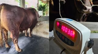 Foto: Penampakan Sapi Kurban Prabowo di Bone, Berat 1 Ton Seharga Rp 100 Juta 8 Foto: Penampakan Sapi Kurban Prabowo di Bone, Berat 1 Ton Seharga Rp 100 Juta