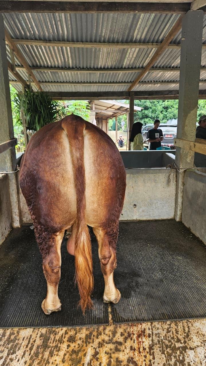 Foto: Penampakan Sapi Kurban Prabowo di Bone, Berat 1 Ton Seharga Rp 100 Juta 3 Foto: Penampakan Sapi Kurban Prabowo di Bone, Berat 1 Ton Seharga Rp 100 Juta