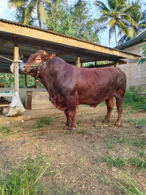 Foto: Penampakan Sapi Kurban Prabowo di Bone, Berat 1 Ton Seharga Rp 100 Juta 2 Foto Penampakan Sapi Kurban Prabowo di Bone, Berat 1 Ton Seharga Rp 100 Juta 5