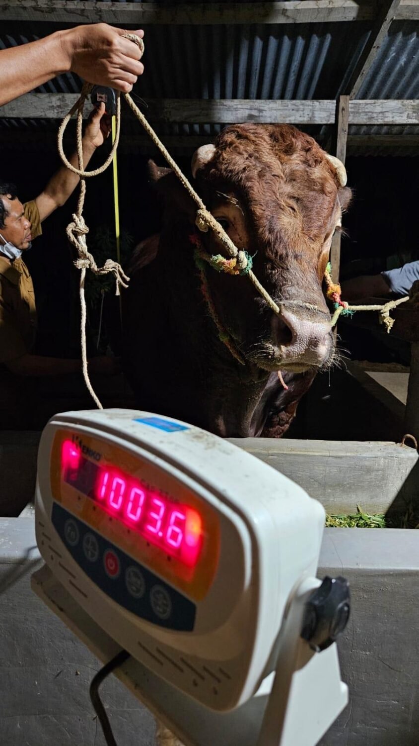 Foto: Penampakan Sapi Kurban Prabowo di Bone, Berat 1 Ton Seharga Rp 100 Juta 7 Foto: Penampakan Sapi Kurban Prabowo di Bone, Berat 1 Ton Seharga Rp 100 Juta