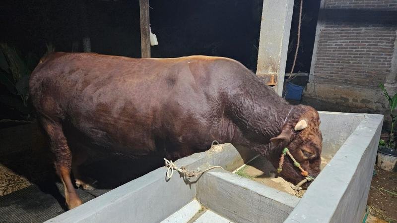Foto: Penampakan Sapi Kurban Prabowo di Bone, Berat 1 Ton Seharga Rp 100 Juta 8 Foto: Penampakan Sapi Kurban Prabowo di Bone, Berat 1 Ton Seharga Rp 100 Juta