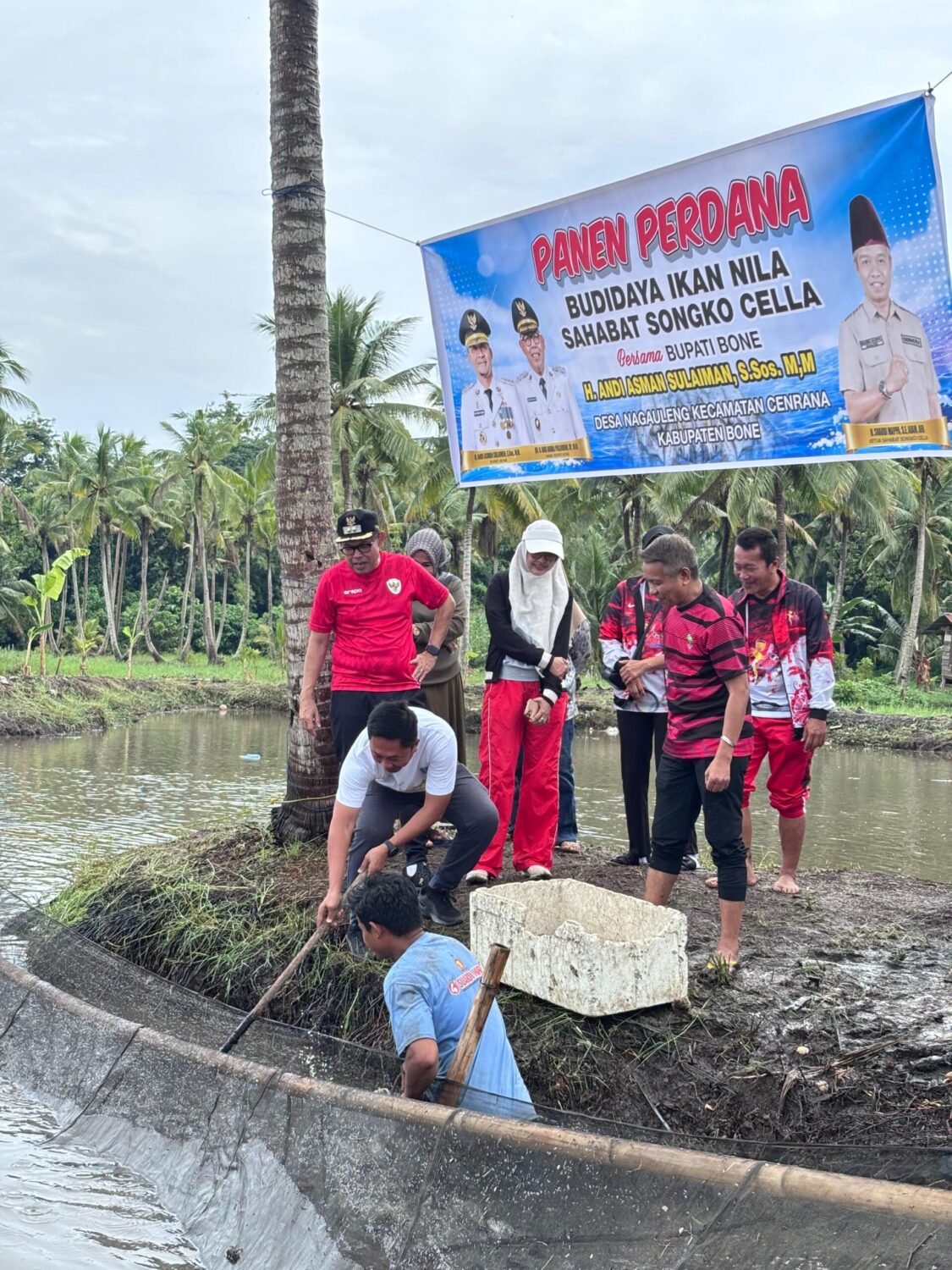 Panen Perdana Ikan Nila Sahabat Songko Cella, Wabup Bone Tekankan Pemasaran