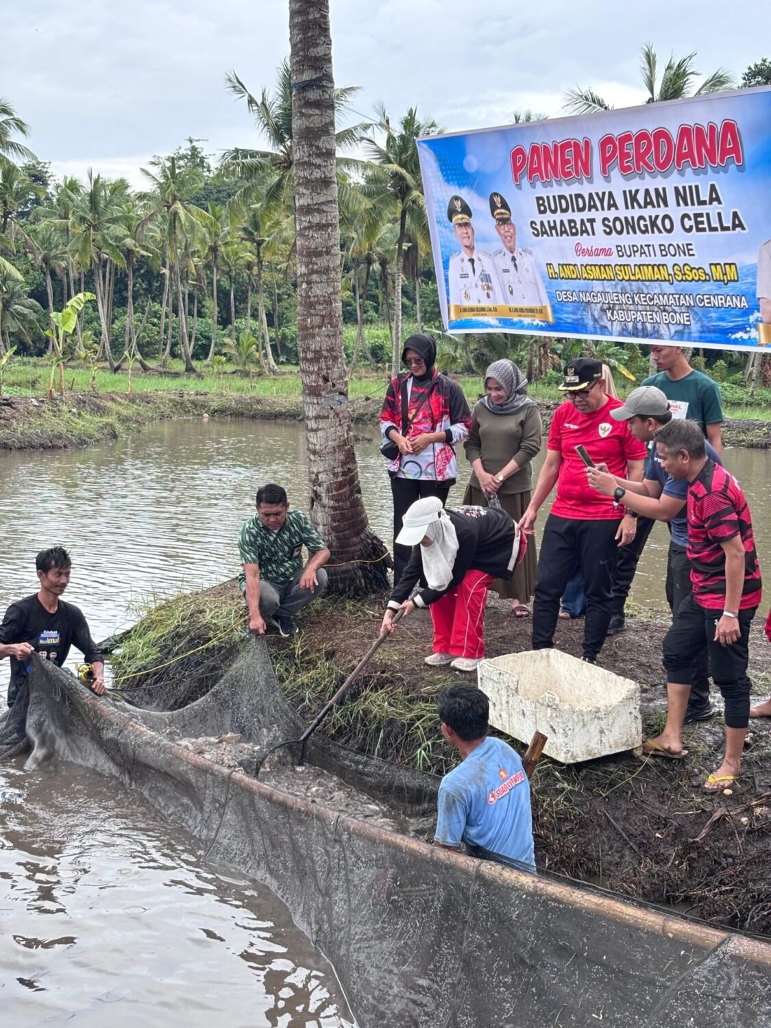 Panen Perdana Ikan Nila Sahabat Songko Cella, Wabup Bone Tekankan Pemasaran