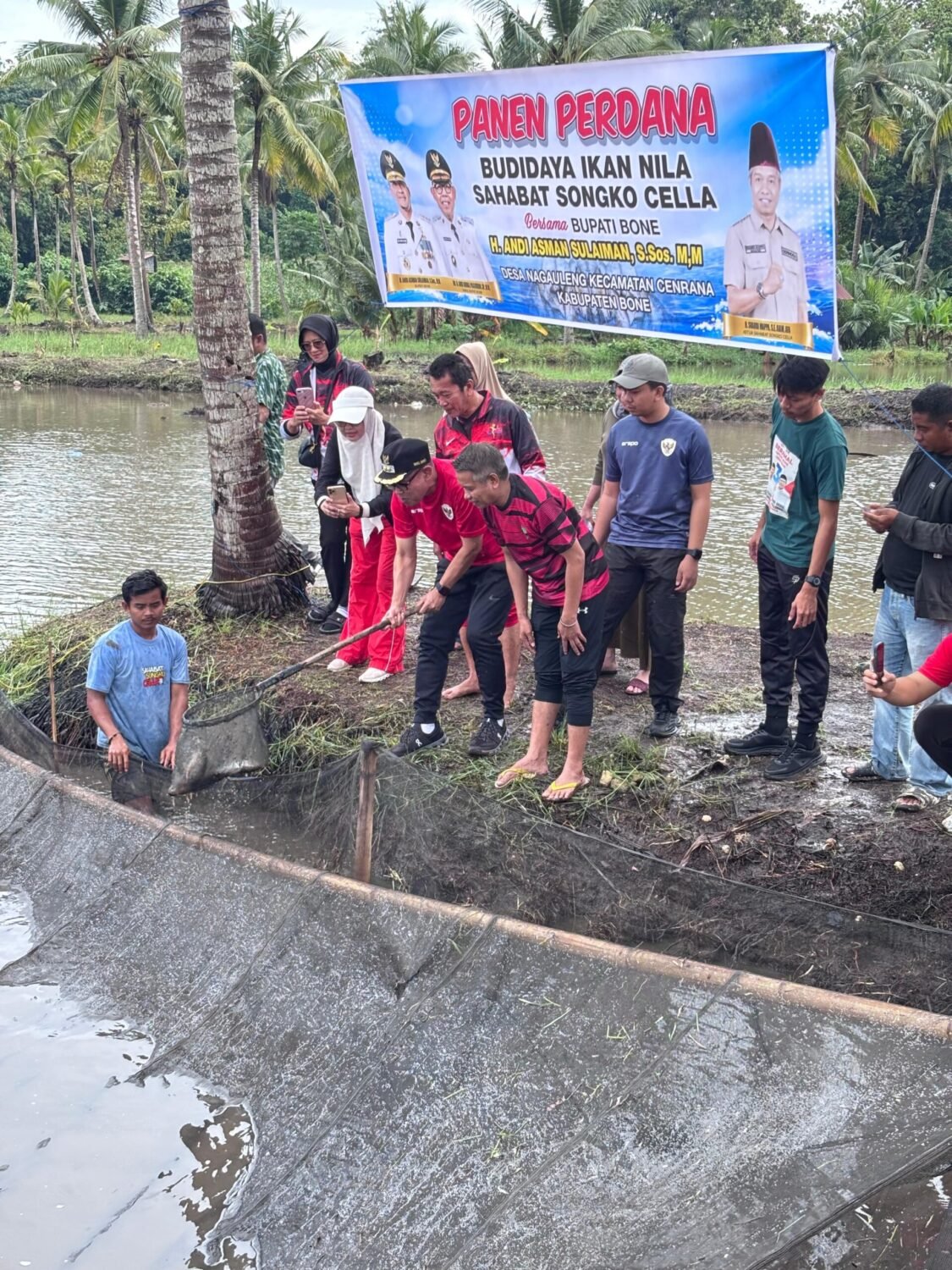 Panen Perdana Ikan Nila Sahabat Songko Cella, Wabup Bone Tekankan Pemasaran