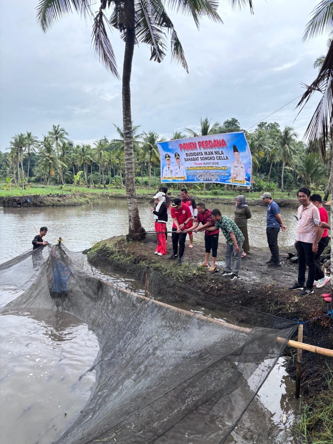 Panen Perdana Ikan Nila Sahabat Songko Cella, Wabup Bone Tekankan Pemasaran