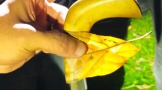 Cekcok Berujung Maut, Pemuda Tikam 2 Warga di Barebbo Bone