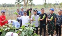 Gubernur Sulsel Launching Kebun Hortikultura Terintegrasi untuk Dukung Makan Bergizi Gratis (MBG) di Bone(1)