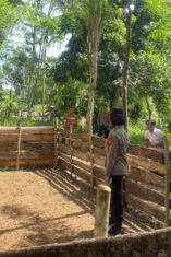 Bongkar Praktek Judi Sabung Ayam di Bengo, Polisi Musnahkan Barang Bukti di Lokasi