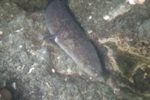 Misteri Ikan Sidat dan Mata Air La Gole, Wisata Alam Tersembunyi di Tellu Siattinge 68 Wisata Mata Air La Gole di Tellu Siattinge Kabupaten Bone yang terkenal mistis dan jernih.