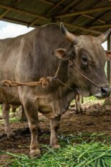 Penyaluran sapi kurban bantuan Presiden Prabowo Subianto di wilayah Sulawesi Selatan.