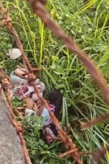Tumpukan pakaian dalam ditemukan di semak-semak dekat pagar pembatas kawasan BTN Vila Bugenvil, Watampone, diduga berkaitan dengan laporan warga mengenai dugaan pencurian pakaian dalam.